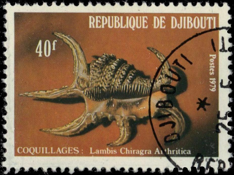 Djibouti 507 - Spider Shell "lambis Chiragra Arthritica" (pa65198)